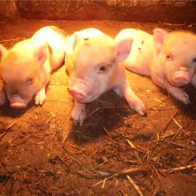 Drei kleine, rosafarbene Ferkel liegen auf dem Boden in einem Stall. Sie wirken gemütlich und entspannt in ihrer Umgebung.