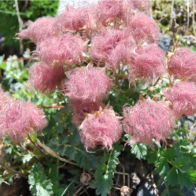 A group of pink, fuzzy flowers grows among stones. The light shines on the plants and highlights their delicate structure.