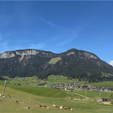 Eine grüne Landschaft mit sanften Hügeln und Kühen. Im Hintergrund erheben sich hohe Berge unter einem blauen Himmel.
