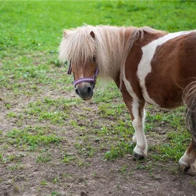 A small pony with brown and white fur is standing on a green meadow. It looks curiously at the camera.