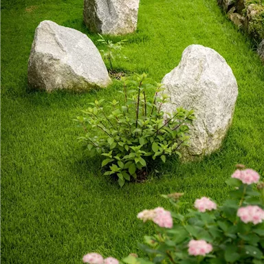 Eine grüne Rasenfläche mit mehreren großen Steinen und einer kleinen Pflanze in der Mitte. Im Vordergrund sind blühende Pflanzen sichtbar.
