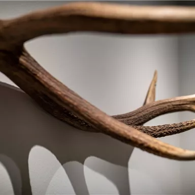 Ein Geweih mit mehreren Spitzen hängt an einer Wand. Die Schatten des Geweihs fallen auf die Fläche darunter.