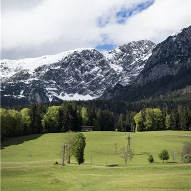 A green meadow with trees in the foreground and snow-covered mountains in the background. The sky is partially cloudy.