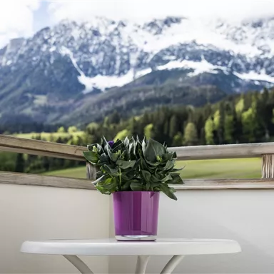 A beautiful balcony with a table and a plant in a purple pot. In the background, impressive mountains with snow and green forests can be seen.