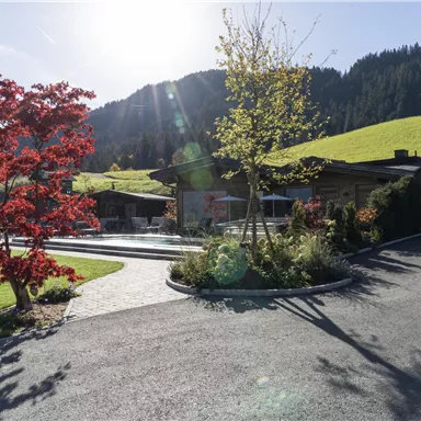 A picturesque garden with a red tree and a large meadow in the background. The sun shines brightly over the hills.