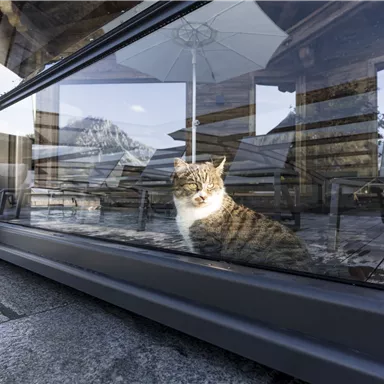 A cat is sitting behind a glass wall on a terrace. In the background, mountains and an umbrella are visible.