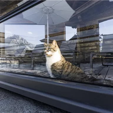 A cat is sitting behind a large glass door in a modern building. In the background, mountains and a sunshade can be seen.