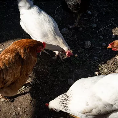 A group of chickens in different colors is pecking on the ground. Some chickens are white, while others are brown.