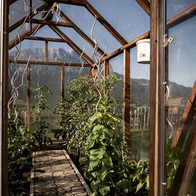 A greenhouse with a wooden frame and a paved path. Colorful plants are growing on both sides of the path.