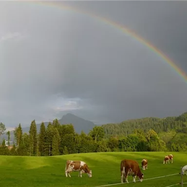 Eine schöne Wiese mit grasenden Kühen und einem Regenbogen am Himmel. Im Hintergrund sind grüne Hügel und Bäume zu sehen.