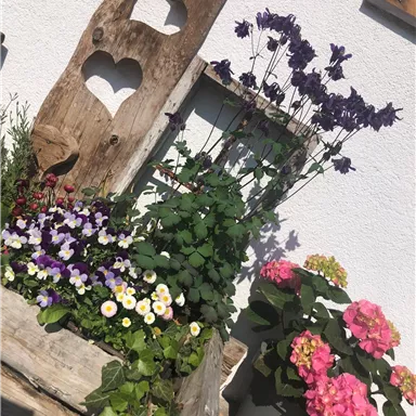 Ein bunter Blumenkasten mit violetten, gelben und rosa Blumen. Im Hintergrund ist eine rustikale Holzdekoration mit Herzen zu sehen.