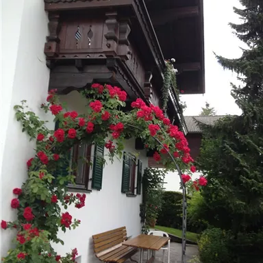 Ein charmantes Haus mit einem Balkon aus Holz und bunten Rosen. Im Vordergrund befindet sich eine Gartenbank, umgeben von grünen Pflanzen.