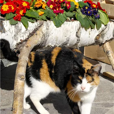 Eine Katze mit dreifarbigem Fell läuft um einen Blumenständer aus Birkenholz. Der Ständer ist mit bunten Primeln dekoriert.