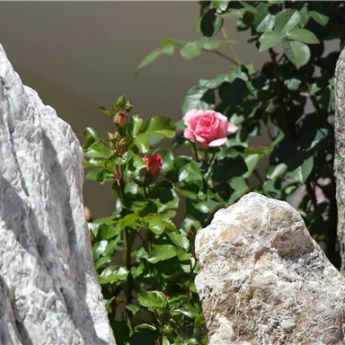 Eine wunderschöne rosa Rose blüht zwischen grauen Steinen. Die grüne Umgebung verleiht der Szene eine frische Atmosphäre.