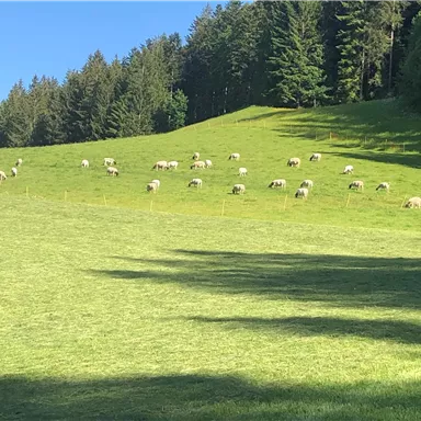 A green meadow with sheep peacefully grazing. In the background, trees and a blue sky can be seen.