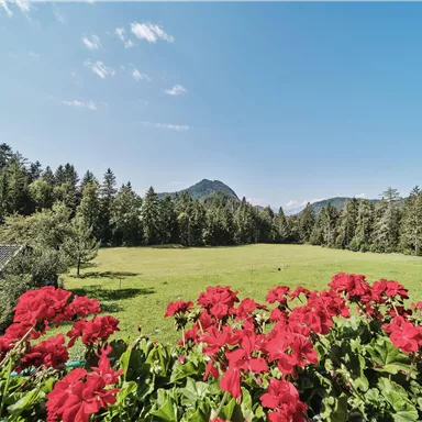 A picturesque landscape with red flowers in the foreground and a vast green field in the background. Surrounded by tall trees and gentle mountains in the background.
