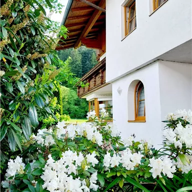 A white house surrounded by green plants and blooming white rhododendrons. In the background, trees and a calm landscape are visible.