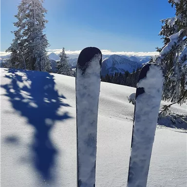 Two skis stand in the fresh, white snow. In the background, there is a bright blue sky with the sun and pine trees visible.