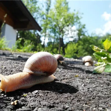 A snail crawls over a paved path. In the background, trees and a building facade are visible.