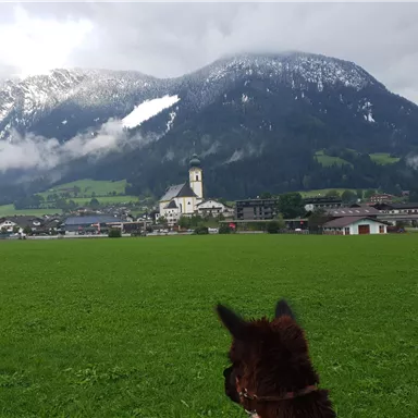 A wide, green field with a city in the background and snow-covered mountains. In the foreground, the head of a horse is visible.