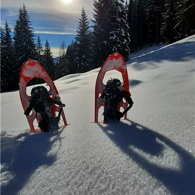 Two snowshoes in the snow, surrounded by dense forest. The sun is shining brightly in the sky.