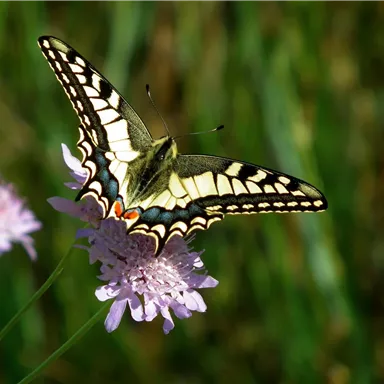 Ein schöner Schmetterling sitzt auf einer lila Blume. Der Hintergrund zeigt grünes Gras.