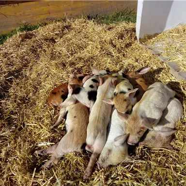 A group of piglets is comfortably lying on a pile of straw. The little animals are close together and are enjoying the sun.