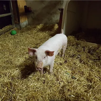 Ein kleines, weißes Ferkel steht in einem Stall auf Stroh. Im Hintergrund sind eine grüne Ball und ein gemütlicher Unterstand zu sehen.