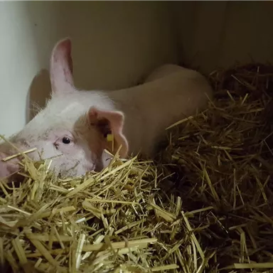Ein Schwein liegt entspannt auf Stroh in einem Stall. Die Umgebung ist ruhig und gemütlich.