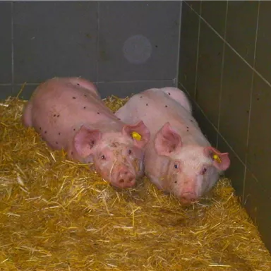 Zwei Schweine liegen zusammen auf Stroh in einem geschlossenen Raum. Sie scheinen entspannt und ruhig zu sein.