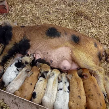 A sow lies calmly on the straw bedding. Her piglets are nursing in a row.