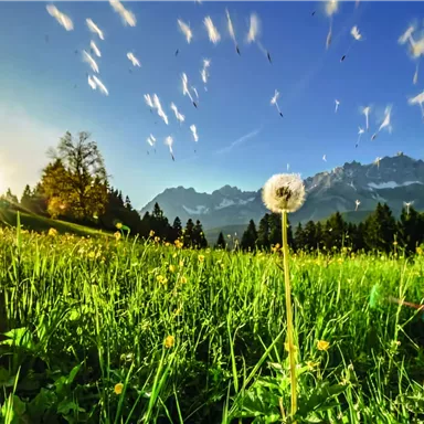 Eine blühende Wiese mit einem Löwenzahn im Vordergrund. Die Berge erheben sich im Hintergrund unter einem klaren blauen Himmel.