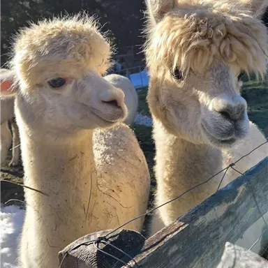 Zwei süße Alpakas stehen nebeneinander am Zaun. Sie haben weiches, helles Fell und blicken neugierig in die Kamera.