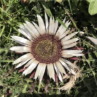 Eine große Blume mit weißen Blütenblättern und einem braunen Zentrum. Sie wächst auf grünen Wiesen.