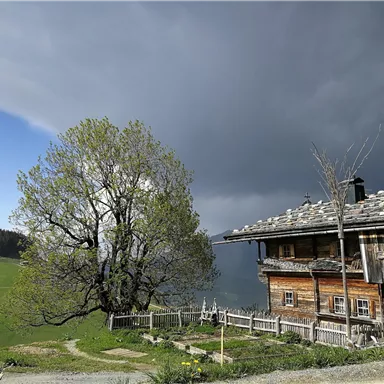 An old wooden cabin stands before a cloudy sky. A large tree and green meadows surround the cabin.