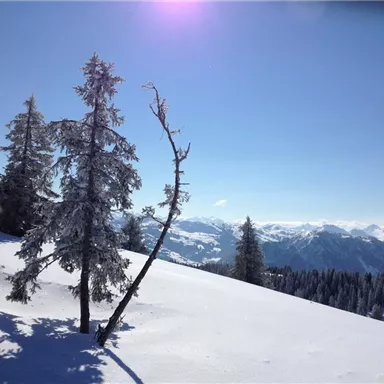 Eine schneebedeckte Landschaft mit hohen Tannen und einem klaren blauen Himmel. Im Vordergrund stehen Wegweiser, die auf die Skifahrten hinweisen.