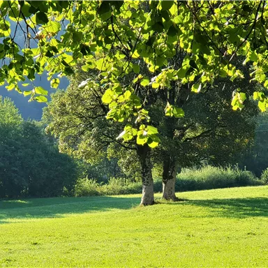 A quiet, green meadow area with two trees in the foreground. The sunlight breaks through the leaves, creating a pleasant atmosphere.
