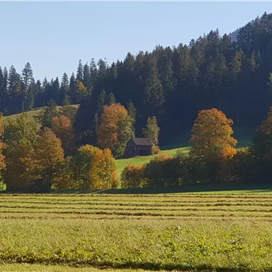 A picturesque landscape with colorful autumn trees and a small cabin in the background. In the foreground, a green meadow stretches out.