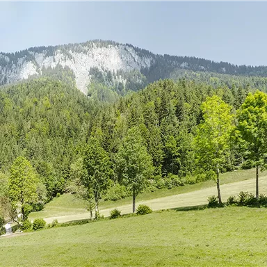 A picturesque landscape with green meadows and trees. In the background, majestic mountains rise.