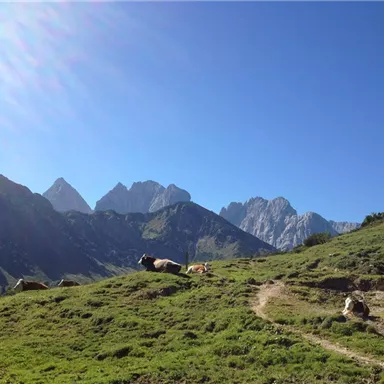 Eine grüne Wiese mit Kühen und majestätischen Bergen im Hintergrund. Der Himmel ist klar und blau.