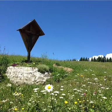Eine Wiese voller bunter Wildblumen unter einem klaren blauen Himmel. Im Vordergrund steht ein Holzständer.