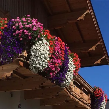 Colorful flower boxes full of vibrant flowers hang from a wooden balcony. The bright blue sky creates a cheerful atmosphere.
