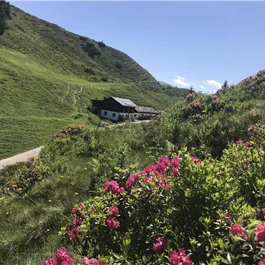Eine malerische Landschaft mit grünen Hügeln und bunten Blumen im Vordergrund. Im Hintergrund steht ein charmantes Haus unter einem klaren blauen Himmel.