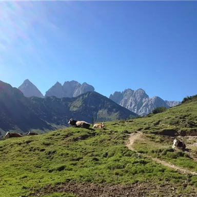 Eine idyllische Berglandschaft mit grünen Wiesen und majestätischen Gipfeln im Hintergrund. Ein paar Kühe grasen friedlich in der Sonne.
