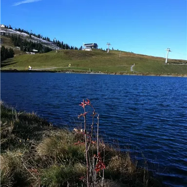 Ein ruhiger See umgeben von grünen Wiesen und Bergen. Der Himmel ist klar und blau, mit einigen Wolken.