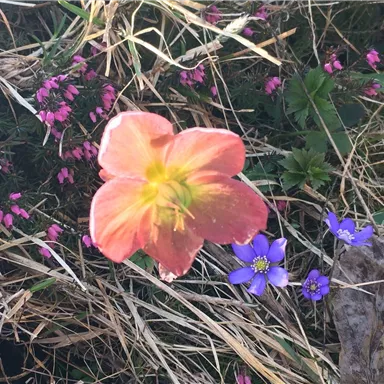 Eine blühende Pflanze mit einer rosa Blüte und kleinen blauen sowie rosa Blumen im Hintergrund. Die Umgebung ist von trockenem Gras und Pflanzenresten geprägt.