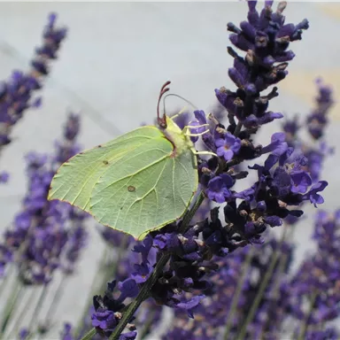 Ein schöner Schmetterling sitzt auf lila Lavendelblüten. Der Hintergrund ist verschwommen und vermittelt eine friedliche Atmosphäre.