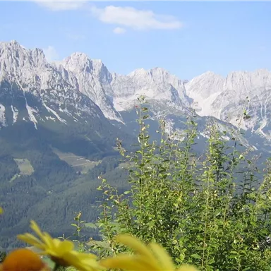 Eine schöne Berglandschaft mit hohen Gipfeln und strahlend blauem Himmel. Im Vordergrund blühen gelbe Blumen.