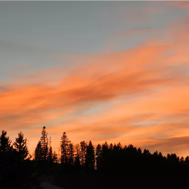 Ein wunderschöner Sonnenuntergang mit orangefarbenen Wolken am Himmel. Silhouetten von Bäumen ergänzen die malerische Szene.