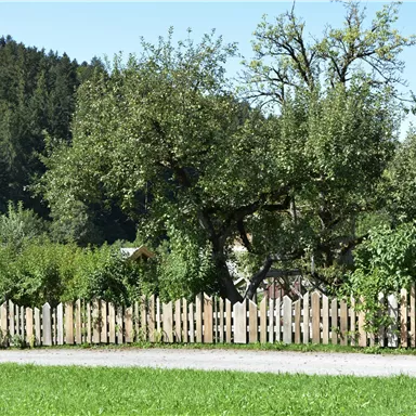 Ein schöner Garten mit einem Holzlattenzaun und einem großen Apfelbaum. Im Hintergrund sieht man grüne Sträucher und Bäume.